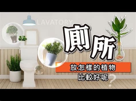 淨化廁所植物|廁所空氣清新秘訣：6種淨化空氣的植物推薦 